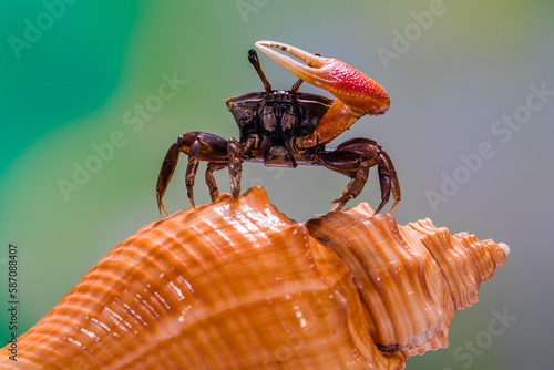 A fiddler crab, also called a calling crab, is a land crab that lives in mud or sand flats near the beach