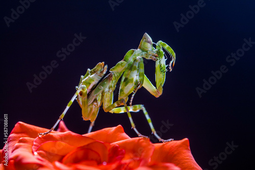 Creobroter gemmatus, common name jeweled flower mantis, is a species of praying mantis native to Asia photo