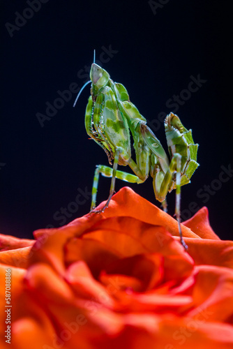 Creobroter gemmatus, common name jeweled flower mantis, is a species of praying mantis native to Asia photo