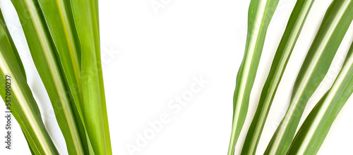 Sugar cane leaves on white background.