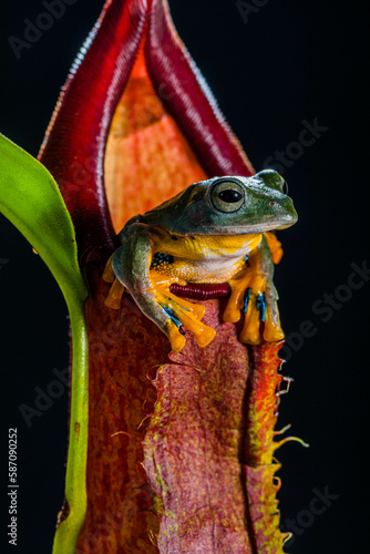 wallace's flying frog perched on nephentes flowers photo