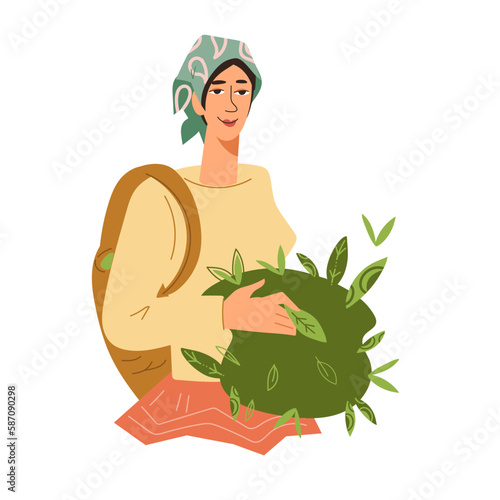 Woman picking tea leaves flat vector illustration isolated on white background. Woman with harvest of tea.
