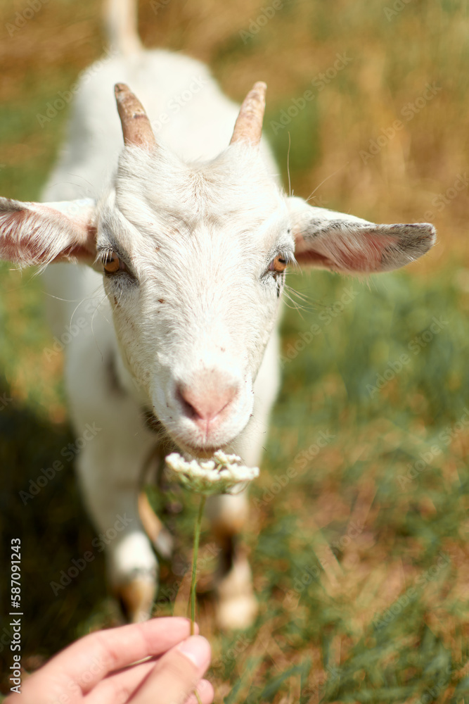 Obraz premium goat on the farm