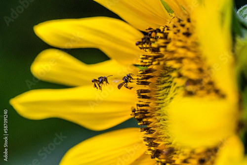 Trigona laeviceps is one of the largest genera of stingless bees photo