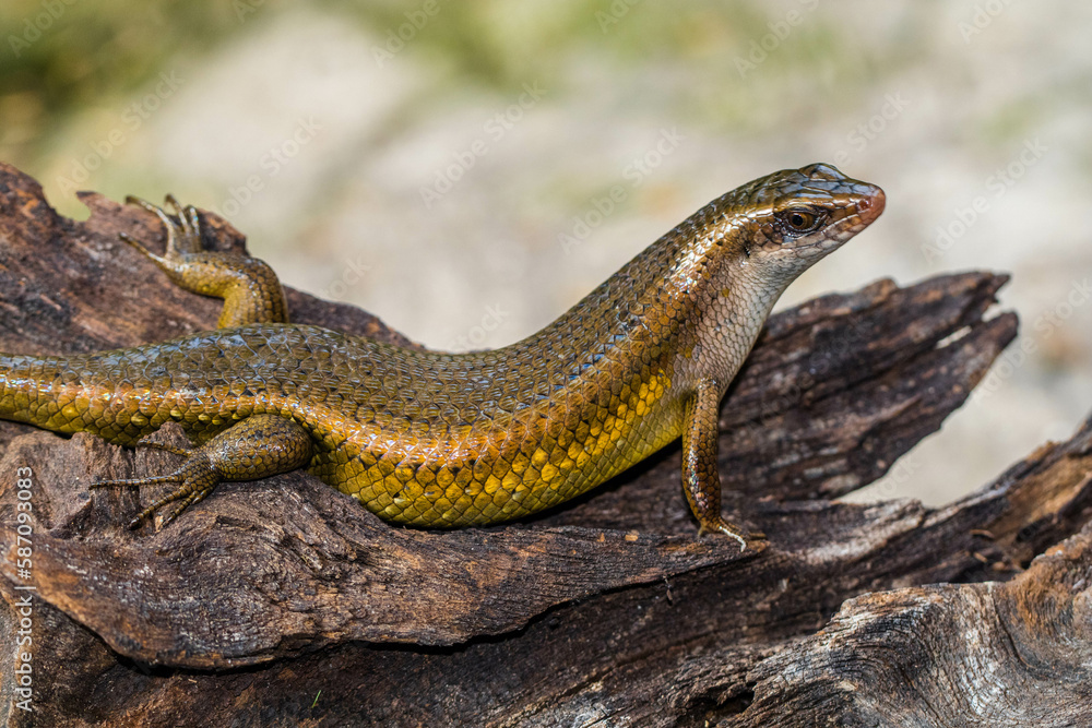 Obraz premium The common garden skink (Lampropholis guichenoti) is a small species of lizard in the family Scincidae