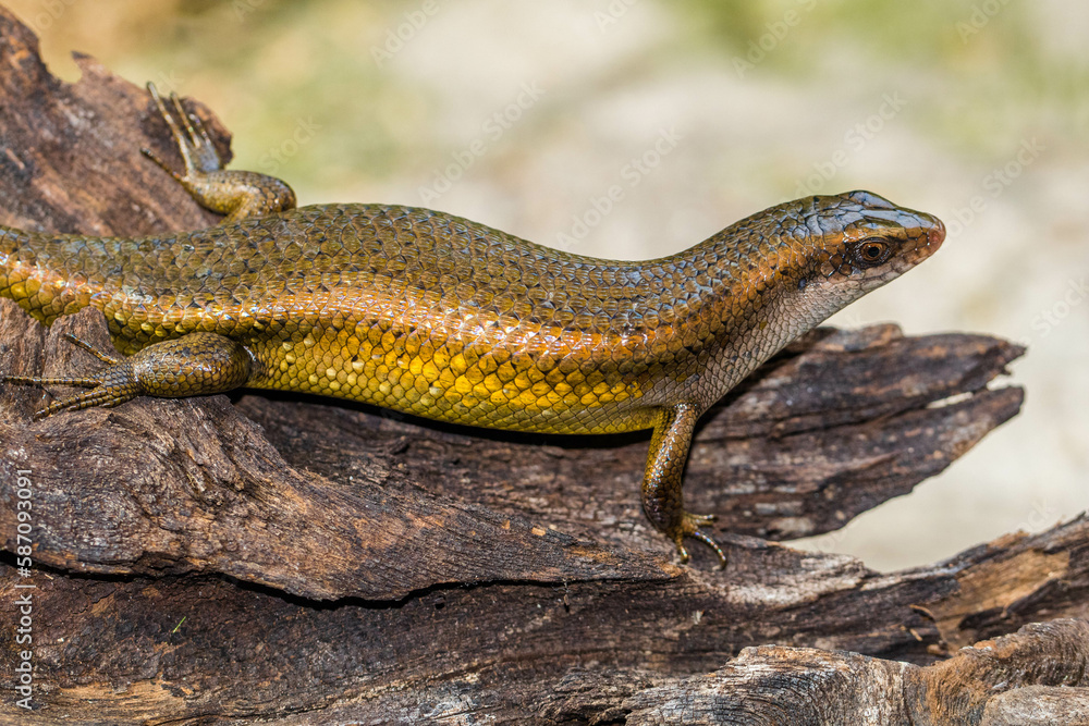 The common garden skink (Lampropholis guichenoti) is a small species of lizard in the family Scincidae The common garden skink (Lampropholis guichenoti) is a small species of lizard in the family Scincidae