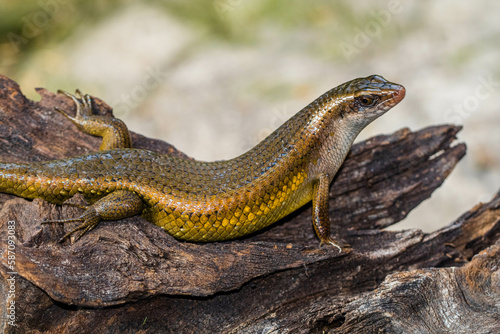 The common garden skink (Lampropholis guichenoti) is a small species of lizard in the family Scincidae © lessysebastian