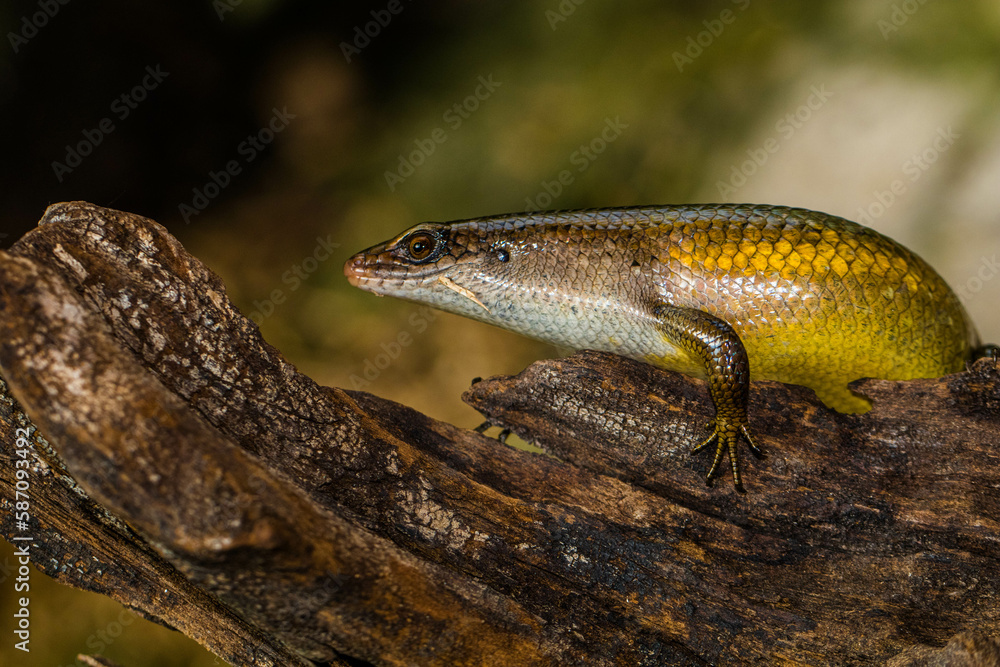 The common garden skink (Lampropholis guichenoti) is a small species of lizard in the family Scincidae The common garden skink (Lampropholis guichenoti) is a small species of lizard in the family Scincidae
