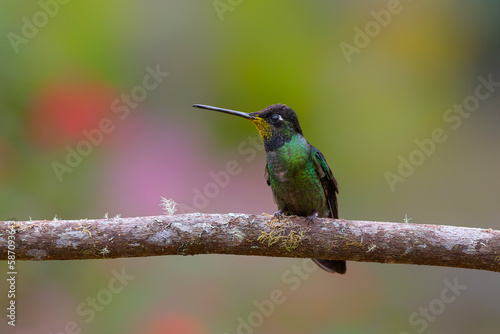 Magnificent Hummingbird (Eugenes fulgens) sitting in the rainforest in San Gerardo del dota, Savegre, Costa Rica