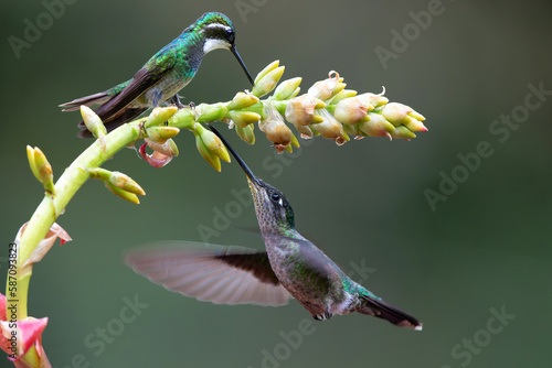 Magnificent Hummingbird (Eugenes fulgens)  flying to get nectar  in the rainforest in San Gerardo del dota, Savegre, Costa Rica photo