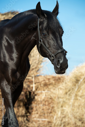  Portrait of beautiful black breed stallion posing at hay background. sunny morning