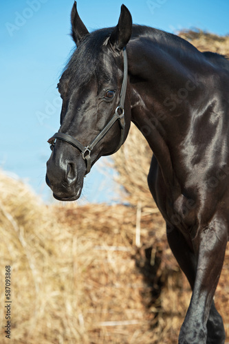  Portrait of beautiful black breed stallion posing at hay background. sunny morning