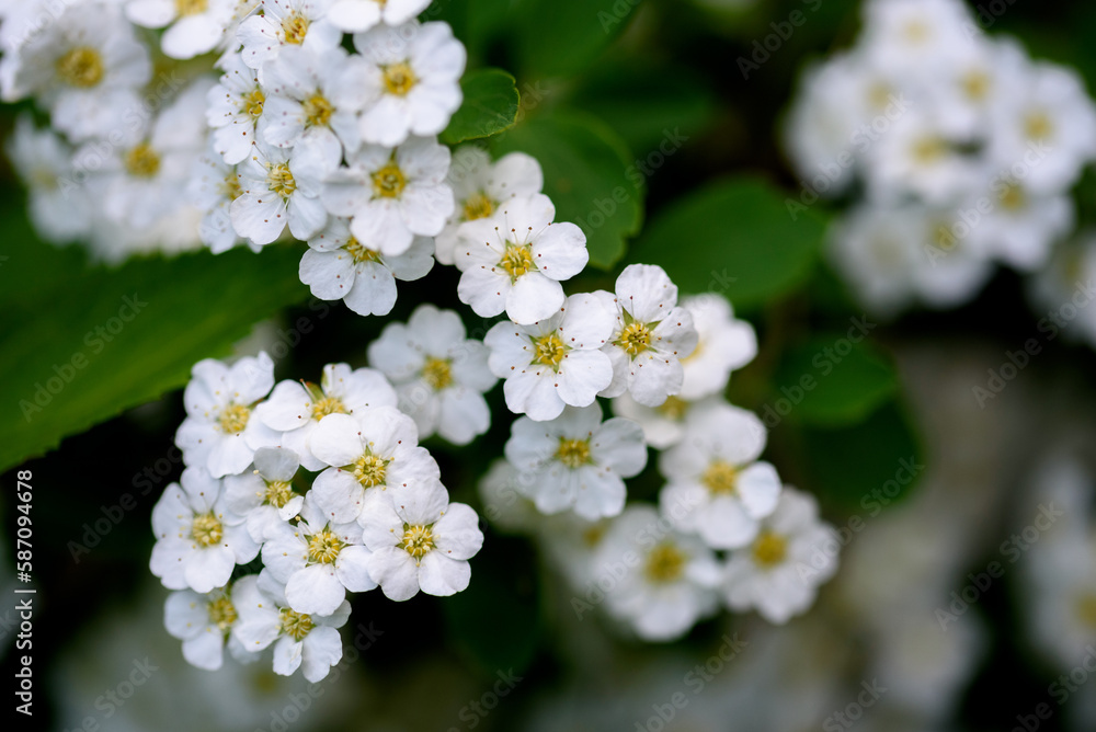 Spiraea cantoniensis, the Reeve's spiraea, bridalwreath spirea, double white may, Cape may or may bush, is a species of plant native to China, belonging to the rose family Rosaceae Spiraea cantoniensis, the Reeve's spiraea, bridalwreath spirea, double white may, Cape may or may bush, is a species of plant native to China, belonging to the rose family Rosaceae