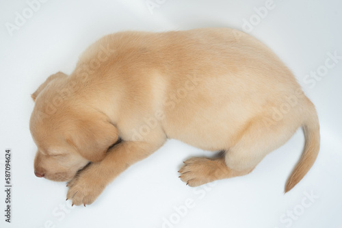 Cute sleeping labrador dog