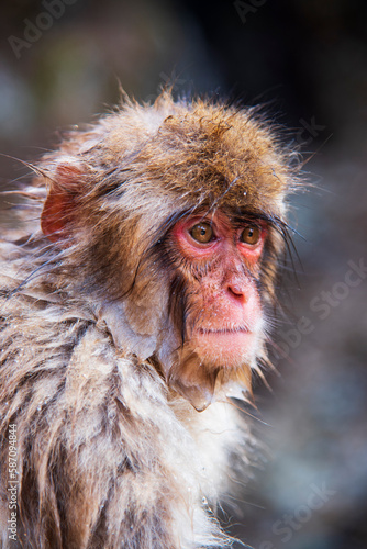 Portrait of a Japanese macaques momkey. photo