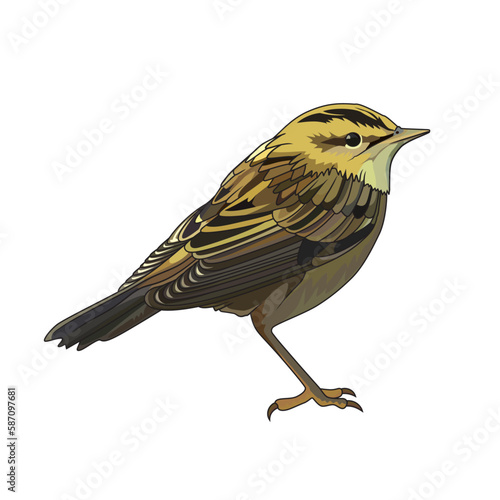 Aquatic warbler Acrocephalus paludicola bird vector illustration clip art