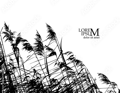 Silhouette grass reeds. Vector illustration