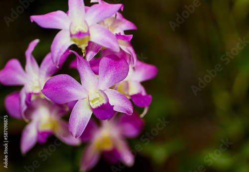 Close up of a Pink Mini Dendrobiuim Orchid Flower