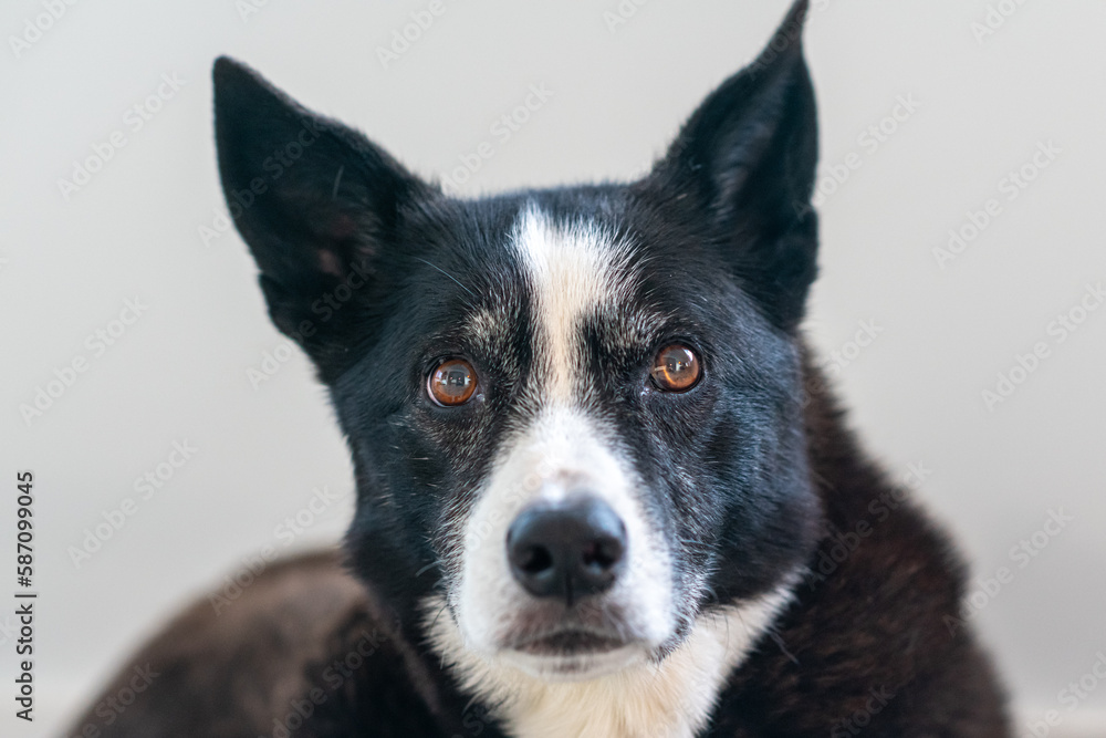 Focused border collie