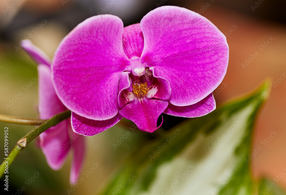 Close up of a Pink Dendrobium Orchid Flower Close up of a Pink Dendrobium Orchid Flower