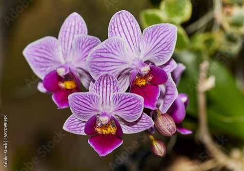 Close up of a Purple Moth Orchid Flower