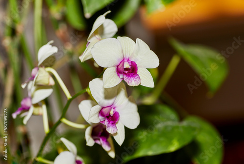 Close up of a White and Pink Dendrobium Orchid Flower
