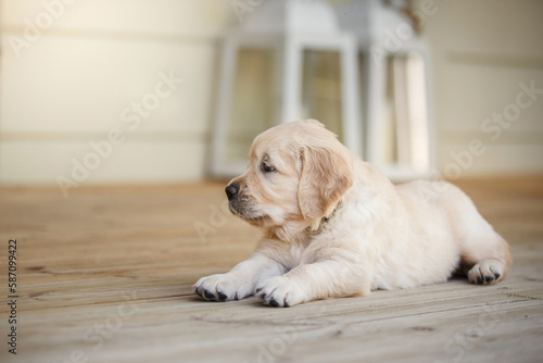 Fototapeta Naklejka Na Ścianę i Meble -  sweet puppy golden retriever. Cute dog at home
