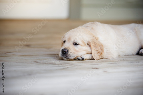 sweet puppy golden retriever. Cute dog at home