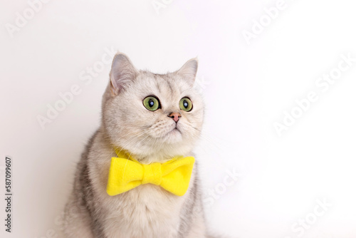 Close up of Charming white cat in yellow bow tie, on a white background