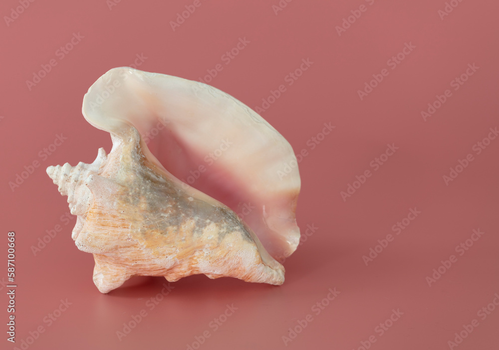 Nautilus shell of sea isolate on pink background. Nautilus shell of sea isolate on pink background.