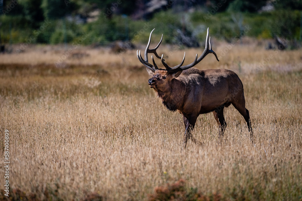 Bull Elk Bull Elk