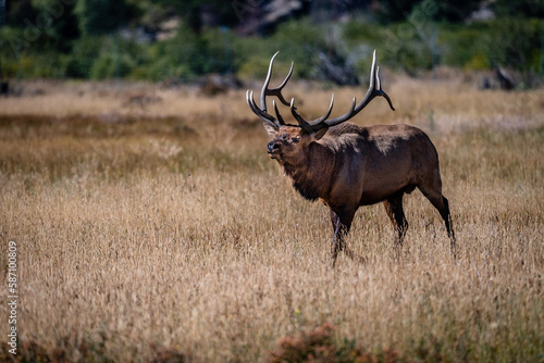 Fototapeta Naklejka Na Ścianę i Meble -  Bull Elk