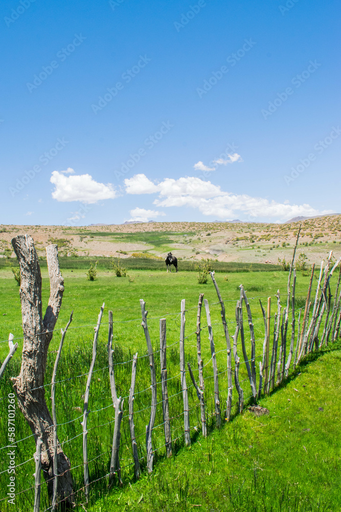 Fototapeta premium The Horse