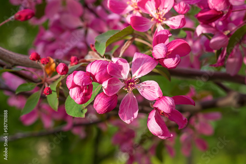 Apple Malus Rudolph tree  with dark pink blossoms in the blurred bokeh background. Spring. Abstract floral pattern