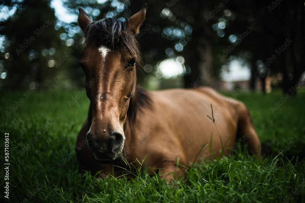 Obraz premium caballo al aire libre retozando