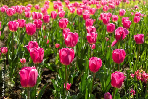 Tulip flowers are growing in public park. Alley of spring flowers in natural park. © dima