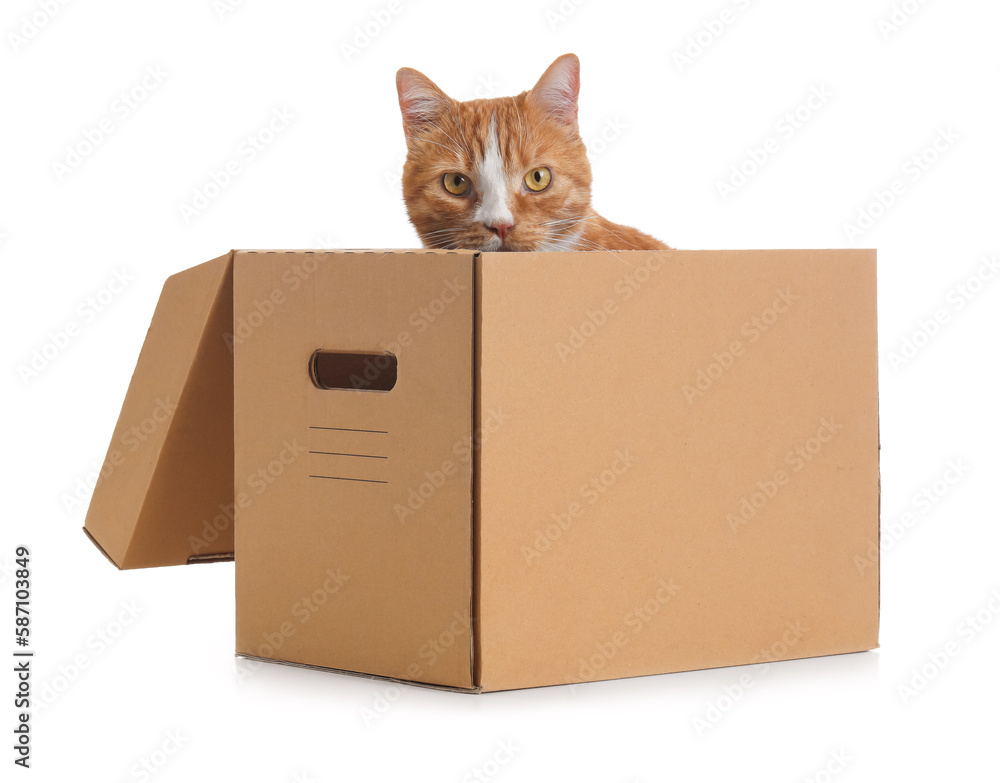 Fototapeta premium Funny cat in cardboard box on white background