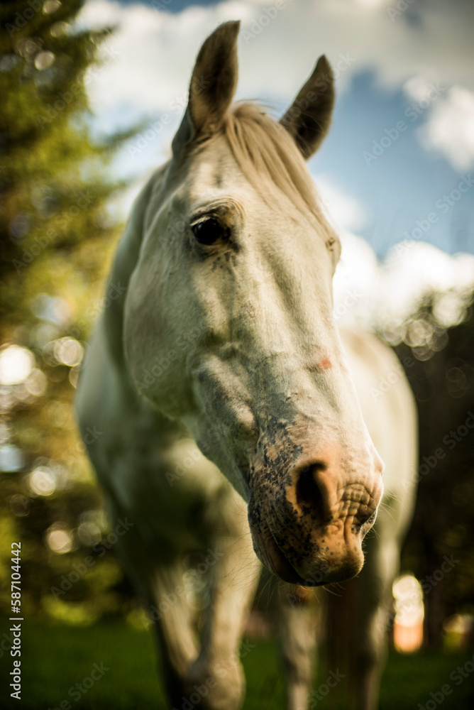 Obraz premium caballo al aire libre retozando