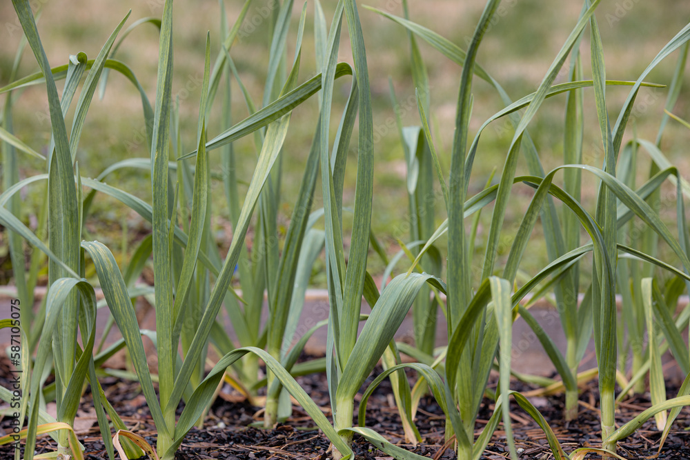 Obraz premium garlic