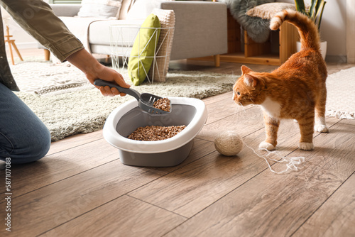 Owner cleaning cat litter box at home photo