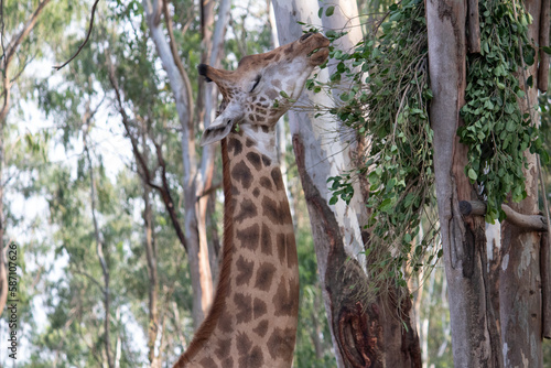 giraffe at Bannerghatta national park Bangalore standing in the zoo. forest Wildlife sanctuaries in Karnataka India