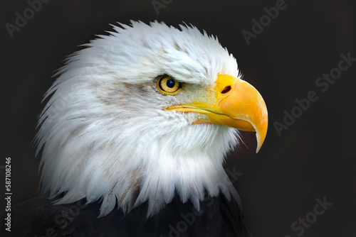 American bald eagle in close up