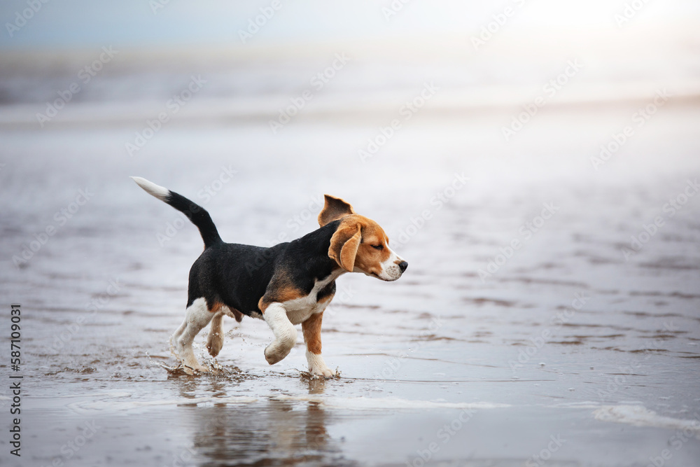 beagle puppy in nature. Dog running on the beach, vacation romance, adventure with a pet beagle puppy in nature. Dog running on the beach, vacation romance, adventure with a pet