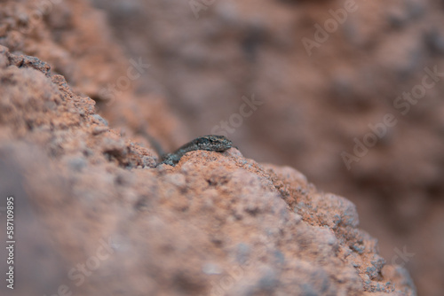 Wall lizard on the rock