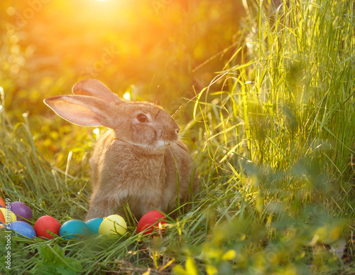 Easter bunny with a basket of eggs. Happy Easter Bunny on a card on their hind legs with flowers at sunset. Cute hare