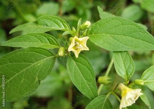 close up of yellow flowers