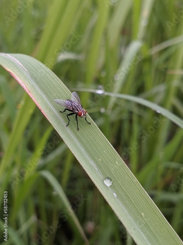 fly on a green leaf