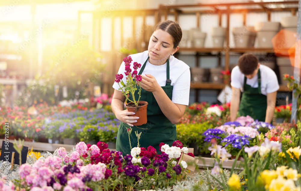 Young woman sales assistant in flower shop gets acquainted with assortment and carefully examines Levkoy plant