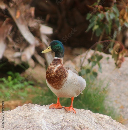 Mallard duck on a rock.