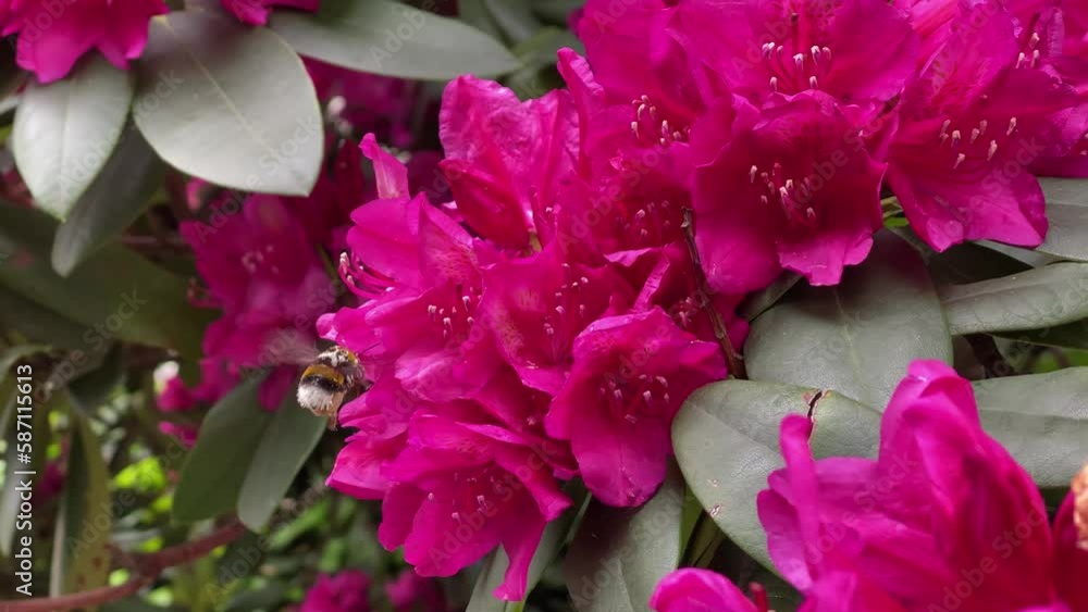 Closeup of Bumble Bee Hovering Near Flower with Pollen Covered Legs, bumblebee collects flower nectar, nature scenery, insects Closeup of Bumble Bee Hovering Near Flower with Pollen Covered Legs, bumblebee collects flower nectar, nature scenery, insects